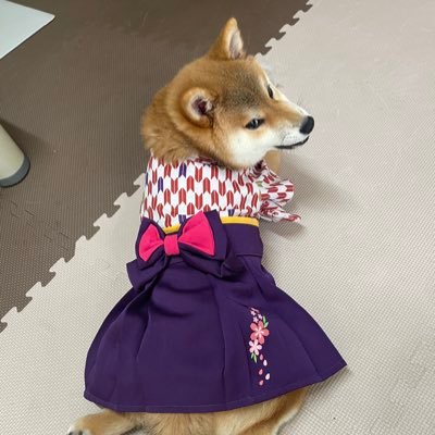 柴犬(♀)アンコの日常をお楽しみください😌 素人の飼い主が育てていますので、温かい目で見ていただけたら嬉しいです🥹#柴犬 #田舎暮らし #パピー犬