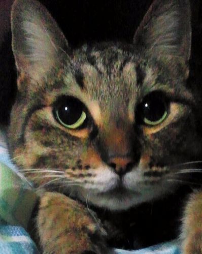 \\19歳ガン盲目猫家族世話中//
🐾🐶県動愛員🐰保護譲ﾎﾞﾗ😸🐾
🆖虐待殺処実験毛皮🆖🐾
♪舞台踊人♪
