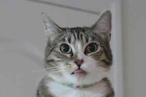 sanzo9017's profile picture. 初めまして三蔵です。仲里依紗さんが大好きです。