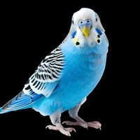 Truth Talking Budgie(@adultbudgerigar) 's Twitter Profile Photo