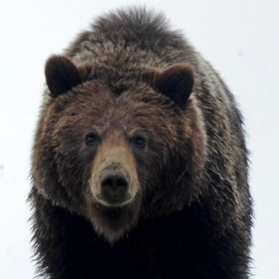 I like salmon, berries and long walks in the forest. I respect women. The answer is yes, I do shit in the woods. 🇨🇦