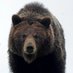 Women Prefer Bears (@PolarizingBear) Twitter profile photo