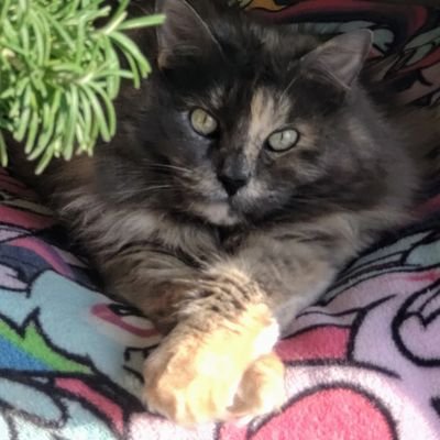 ErikaCLopezG's profile picture. I dare you!!! 💜🐕😈😺👻🎃🇺🇦