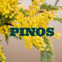 PINOS (@pinos_official) 's Twitter Profile Photo PINOS (@pinos_official) 's Twitter Profile Photo