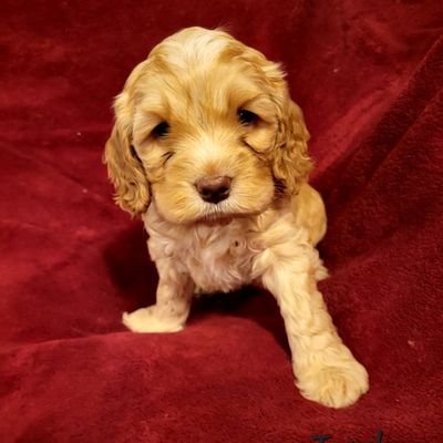 CanoCockapoos's profile picture. We breed beautiful CKC cockapoos.  Our puppies are the perfect companions.  Let us help you find your new best friend today!