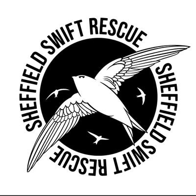 Sheffield Swift Rescue: Protecting and caring for fallen swifts.