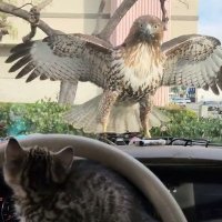 Royal Hawk (@royalhawk051) 's Twitter Profile