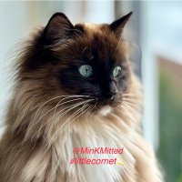 Comet #littlecomet💫😻💕(@MinkMitted) 's Twitter Profile Photo