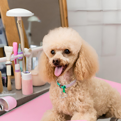 Professional dog Groomer located in Midland, Western Australia.