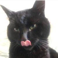 CAT(@courageanimal) 's Twitter Profile Photo
