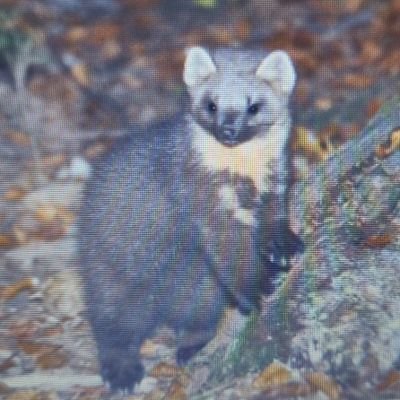 here to help save european pine martens and to provide information on them