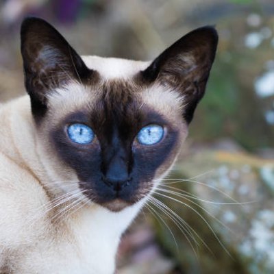 hxcv_e1's profile picture. 🐾 私はあらゆる美しい生き物、特に猫が大好きです。 | 🎶 音楽好き | 🌙 メロディーを夢見る

無言フォローすみません