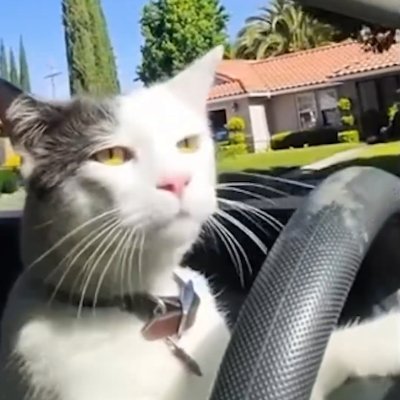$DAT - Driver cat. On the crypto highway, this cat's got the keys to success 😼