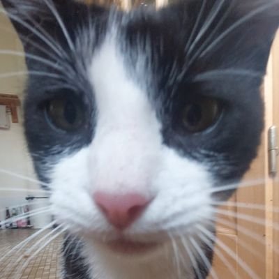 KingChinese69's profile picture. 