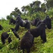 ChimpFrozen's profile picture. 