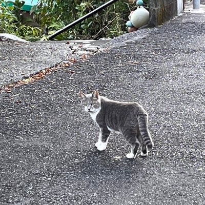 日本語がままならない人