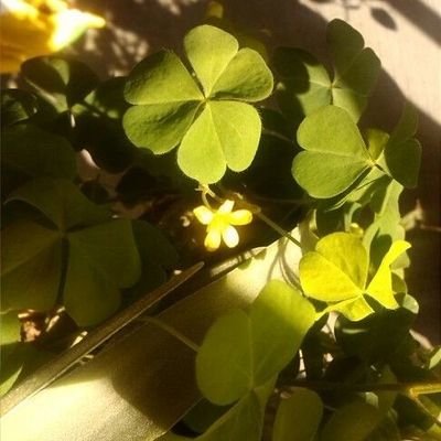 willowinlake's profile picture. All things flow, nothing abides.