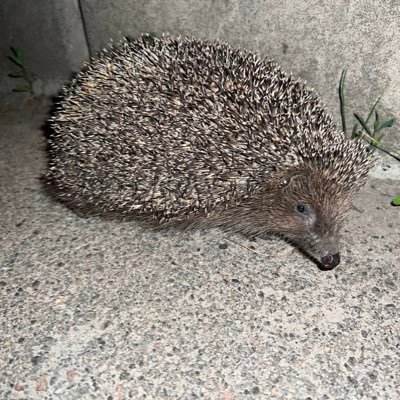 hungryhole_iev's profile picture. Owned by my lovely daddy @Alphadaniel245