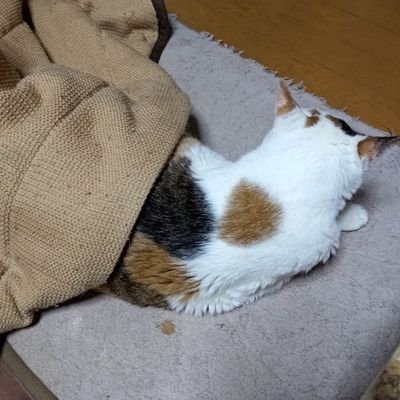 MTGコレクターになりました。
しがないインフラ基盤屋やってます。
ウィスキーとビールならなんでも答えるマン。
さよなら大喜利。
喫煙酒飲み。
嫌いなもの:月亭方正、ジャムム