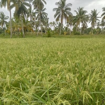 surya_atmaja007's profile picture. 