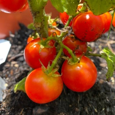 alilpansy's profile picture. chinga la migra ⛓ they•them•elle