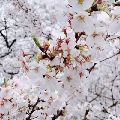 sakkkiii939's profile picture. 🐥한국 뮤지컬🐥 🩵고은성🩵한국 뮤지컬을 좋아한 일본인💁‍♀️鍵アカはブロ解します