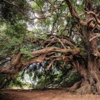 yaban (@yaban1433887) Twitter profile photo