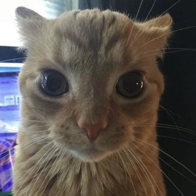Pattern Recognizer // DFIR & Reverse Engineer❤️ // error logs enjoyer & kubectl admirer // drones✨️