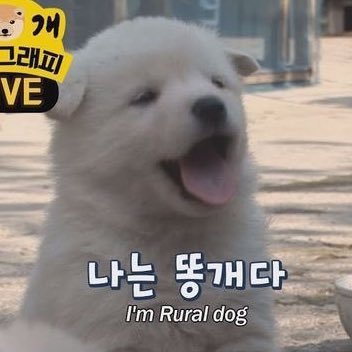 ycdegw1's profile picture. 바보좋아함