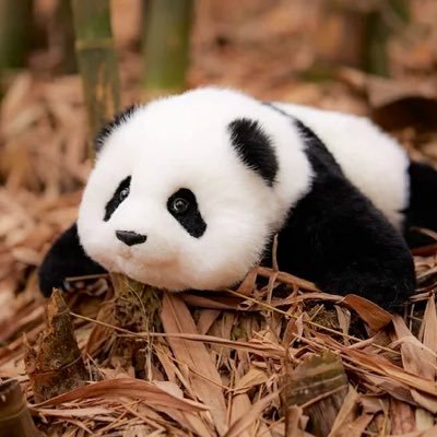 コロコロしてるパンダが癒し🐼生保ソリ