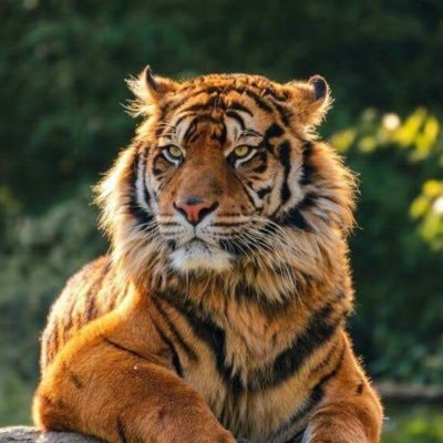 Eunho 🐅さんのプロフィール画像