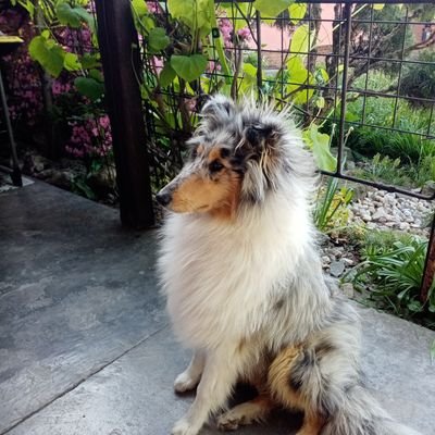 JJ_PattiStudio's profile picture. ---