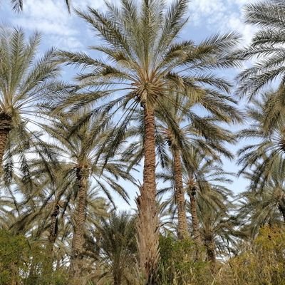 BahaBennac's profile picture. 