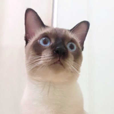 c_memememe's profile picture. เกิดมาเพื่อเป็นมัมหมาค่ะ | ทุกคนที่หวีดผ่านแอคนี้คือลูกรัก all