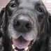 Liz Sonderheim (@lsonderheim007) Twitter profile photo Liz Sonderheim (@lsonderheim007) Twitter profile photo