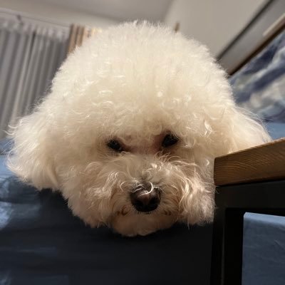 Fox_Hsieh's profile picture. 