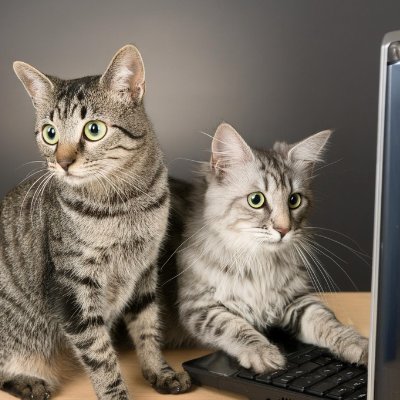 Cats posting AI created cat posts