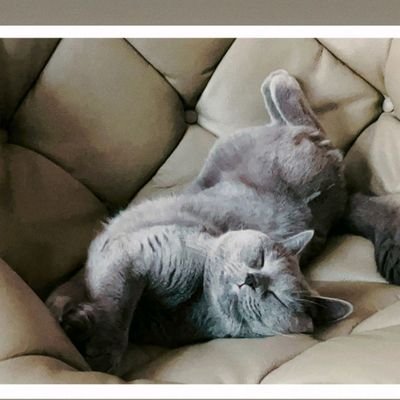 ymjjwrmfw521973's profile picture. 研究生
可有偿辅导数学和英语，随时 call 我
可联系
https://t.co/RW7hqZezeT