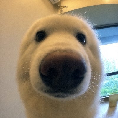 boopthecoin Profile Picture