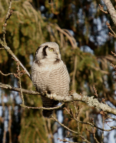 Interested in watching & photographing birds, butterflies, dragonflies, orchids & all wildlife.