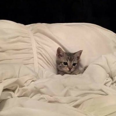 lullabycha's profile picture. proudly say im a bowl of sunshine 🤮