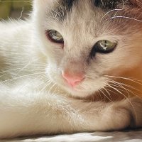 Mimi ❤️ (@tinyboule) 's Twitter Profile