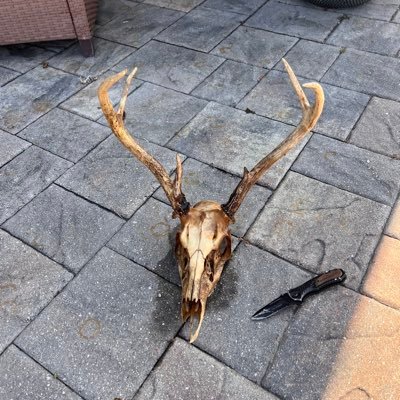 SpencerAlt1's profile picture. USF