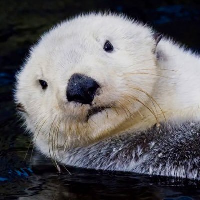 schuste15257463's profile picture. peintre