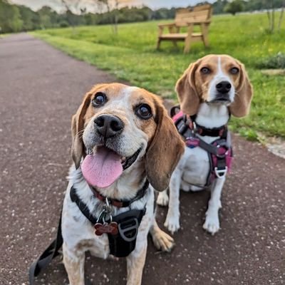 Beagles in Georgia. Featuring former officer Yeti, sister Reese and their Beagle Brigade adventures with their Beagle friends. We love nature trails! 🐕🐕