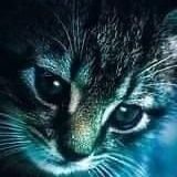 macbalao's profile picture. Minha paciência