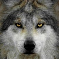 LoneWolf(@MisterWolf75S) 's Twitter Profile Photo