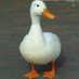 Duck Duck (@duckgooogoo) Twitter profile photo