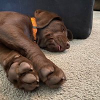 Willie (@smittyhex) 's Twitter Profile