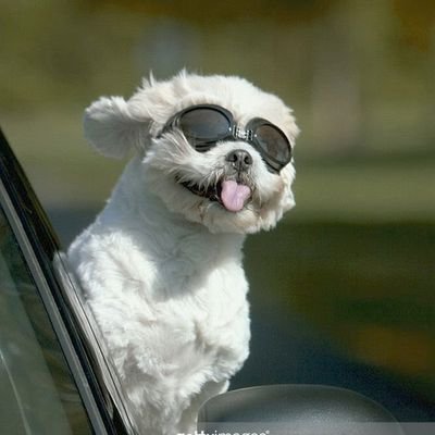 barkbow's profile picture. taking pleasures as they pass